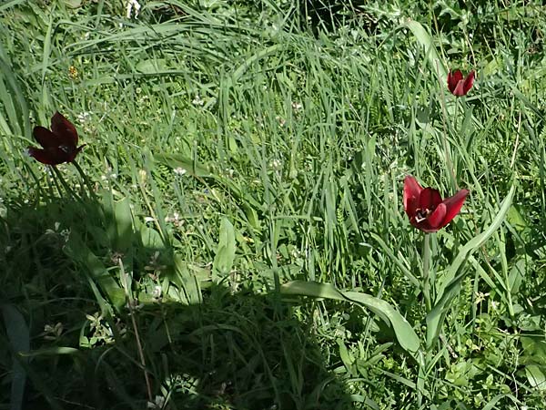 Tulipa cypria \ Zyprische Tulpe / Cyprian Tulip, Zypern/Cyprus Baths of Aphrodite 27.3.2025