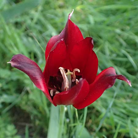 Tulipa cypria \ Zyprische Tulpe / Cyprian Tulip, Zypern/Cyprus Baths of Aphrodite 27.3.2025