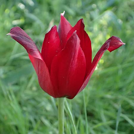 Tulipa cypria \ Zyprische Tulpe / Cyprian Tulip, Zypern/Cyprus Baths of Aphrodite 27.3.2025