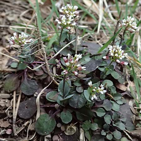 Noccaea cypria \ Zypern-Hellerkraut / Cyprian Penny-Cress, Zypern/Cyprus Platres 28.3.2025