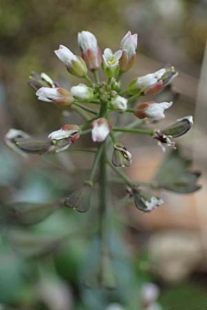 Noccaea cypria \ Zypern-Hellerkraut / Cyprian Penny-Cress, Zypern/Cyprus Platres 28.3.2025