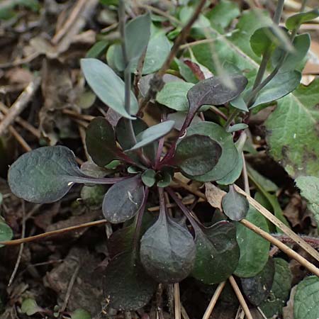 Noccaea cypria \ Zypern-Hellerkraut / Cyprian Penny-Cress, Zypern/Cyprus Platres 28.3.2025