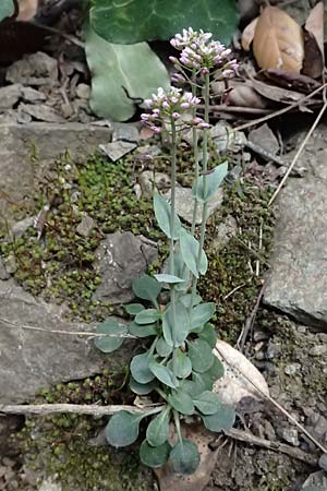 Noccaea cypria \ Zypern-Hellerkraut / Cyprian Penny-Cress, Zypern/Cyprus Platres 28.3.2025