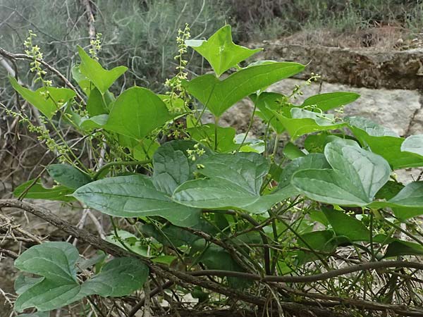 Dioscorea communis \ Schmerwurz / Black Bryony, Zypern/Cyprus Kato Archimandrita 1.4.2025