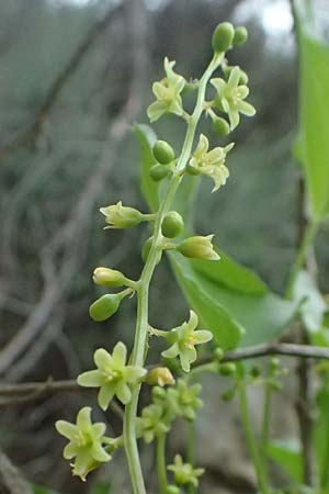 Dioscorea communis \ Schmerwurz / Black Bryony, Zypern/Cyprus Kato Archimandrita 1.4.2025