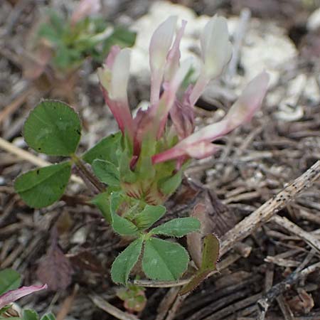 Trifolium clypeatum \ Schild-Klee / Helmet Clover, Shield Clover, Zypern/Cyprus Kato Archimandrita 1.4.2025