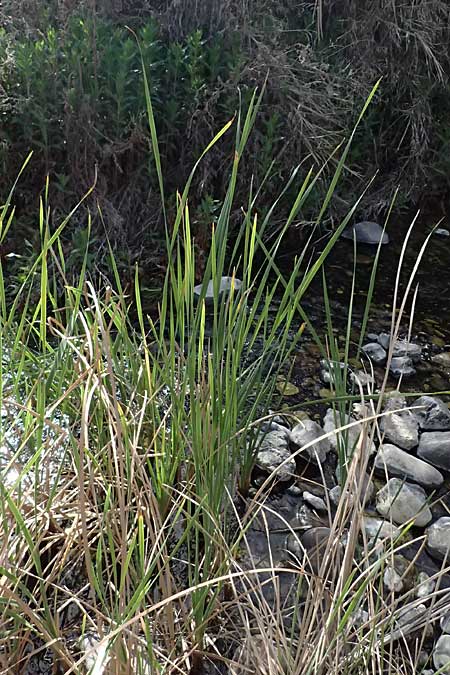 Typha domingensis \ S&uuml;dlicher Rohrkolben / Southern Cattail, Zypern/Cyprus Prov.  Paphos,  Episkopi 31.3.2025