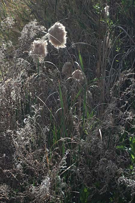Typha domingensis \ S&uuml;dlicher Rohrkolben / Southern Cattail, Zypern/Cyprus Prov.  Paphos,  Episkopi 31.3.2025