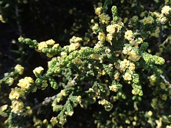 Thymelaea hirsuta \ Behaarte Spatzenzunge / Mitnan, Zypern/Cyprus Akrotiri 23.3.2025