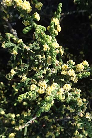 Thymelaea hirsuta \ Behaarte Spatzenzunge / Mitnan, Zypern/Cyprus Akrotiri 23.3.2025