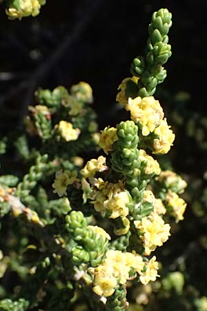 Thymelaea hirsuta \ Behaarte Spatzenzunge / Mitnan, Zypern/Cyprus Akrotiri 23.3.2025