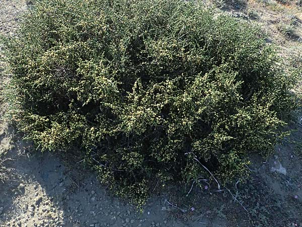 Thymelaea hirsuta \ Behaarte Spatzenzunge / Mitnan, Zypern/Cyprus Akrotiri 23.3.2025