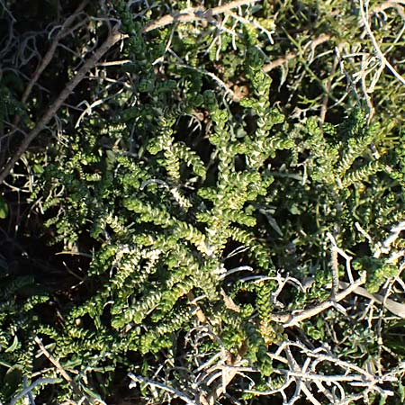 Thymelaea hirsuta \ Behaarte Spatzenzunge / Mitnan, Zypern/Cyprus Akrotiri 23.3.2025