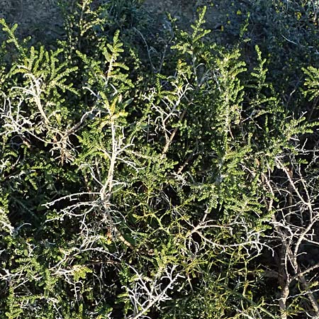 Thymelaea hirsuta \ Behaarte Spatzenzunge / Mitnan, Zypern/Cyprus Akrotiri 23.3.2025