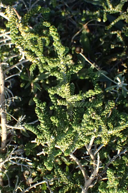 Thymelaea hirsuta \ Behaarte Spatzenzunge / Mitnan, Zypern/Cyprus Akrotiri 23.3.2025