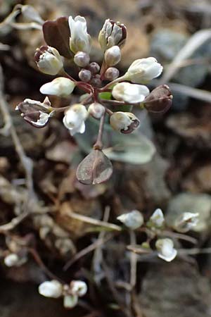 Noccaea cypria \ Zypern-Hellerkraut / Cyprian Penny-Cress, Zypern/Cyprus Troodos 24.3.2025