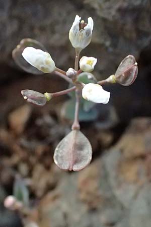 Noccaea cypria \ Zypern-Hellerkraut / Cyprian Penny-Cress, Zypern/Cyprus Troodos 24.3.2025