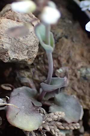 Noccaea cypria \ Zypern-Hellerkraut / Cyprian Penny-Cress, Zypern/Cyprus Troodos 24.3.2025