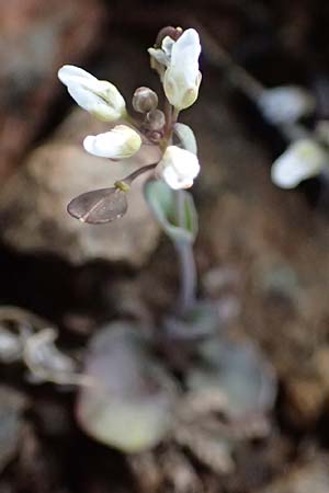 Noccaea cypria \ Zypern-Hellerkraut / Cyprian Penny-Cress, Zypern/Cyprus Troodos 24.3.2025