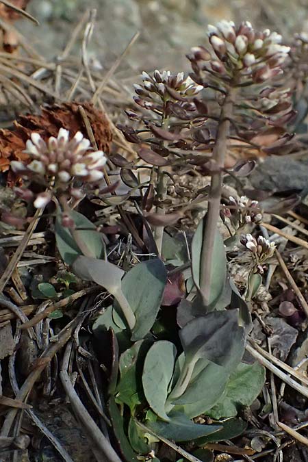 Noccaea cypria \ Zypern-Hellerkraut / Cyprian Penny-Cress, Zypern/Cyprus Troodos 24.3.2025