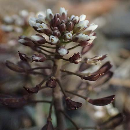Noccaea cypria \ Zypern-Hellerkraut / Cyprian Penny-Cress, Zypern/Cyprus Troodos 24.3.2025