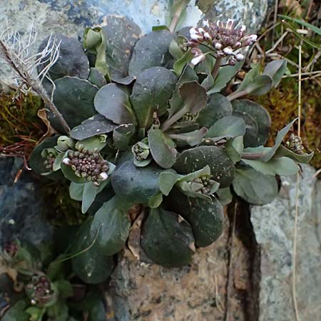 Noccaea cypria \ Zypern-Hellerkraut / Cyprian Penny-Cress, Zypern/Cyprus Troodos 24.3.2025