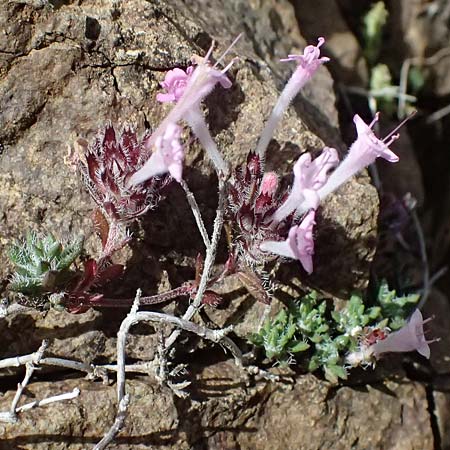 Thymus integer \ Zyprischer Thymian / Cyprus Thyme, Zypern/Cyprus Lagoudera 26.3.2025