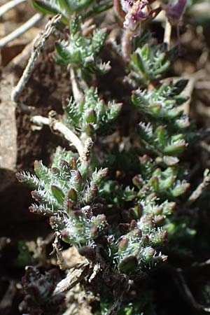 Thymus integer \ Zyprischer Thymian / Cyprus Thyme, Zypern/Cyprus Lagoudera 26.3.2025