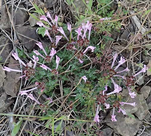 Thymus integer \ Zyprischer Thymian / Cyprus Thyme, Zypern/Cyprus Lagoudera 26.3.2025