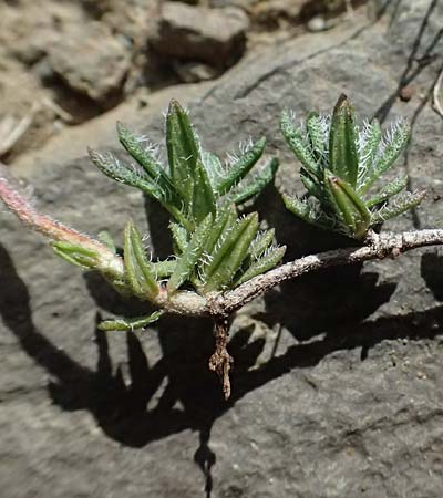 Thymus integer \ Zyprischer Thymian / Cyprus Thyme, Zypern/Cyprus Lagoudera 26.3.2025