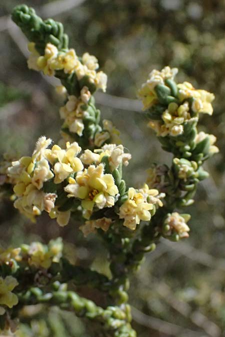 Thymelaea hirsuta \ Behaarte Spatzenzunge / Mitnan, Zypern/Cyprus Kourion 29.3.2025