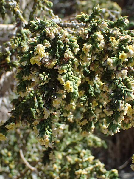 Thymelaea hirsuta \ Behaarte Spatzenzunge / Mitnan, Zypern/Cyprus Kourion 29.3.2025