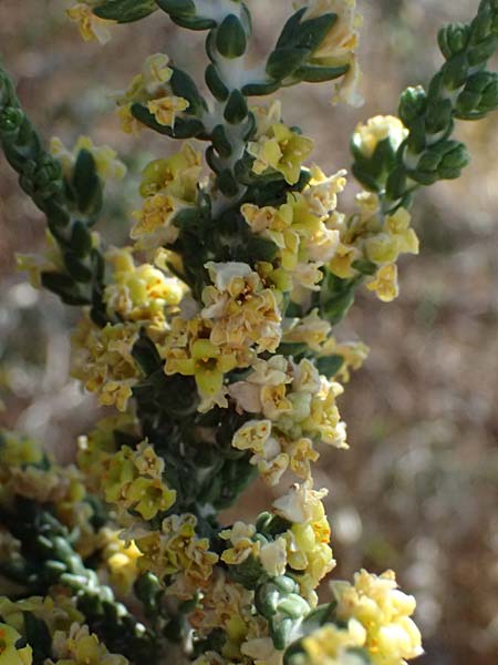 Thymelaea hirsuta \ Behaarte Spatzenzunge / Mitnan, Zypern/Cyprus Kourion 29.3.2025