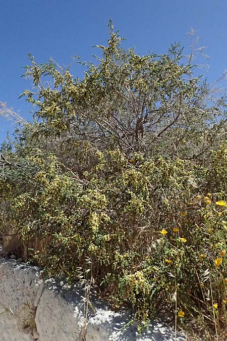 Thymelaea hirsuta \ Behaarte Spatzenzunge / Mitnan, Zypern/Cyprus Kourion 29.3.2025