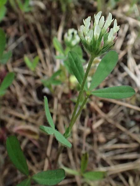 Trifolium echinatum \ Igel-Klee / Hedgehog Clover, Prickly Clover, Zypern/Cyprus Lagoudera 26.3.2025