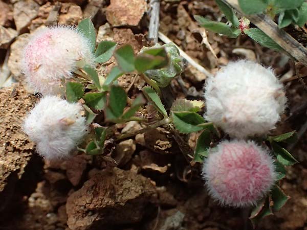 Trifolium resupinatum \ Persischer Wende-Klee / Reversed Clover, Zypern/Cyprus Lagoudera 26.3.2025
