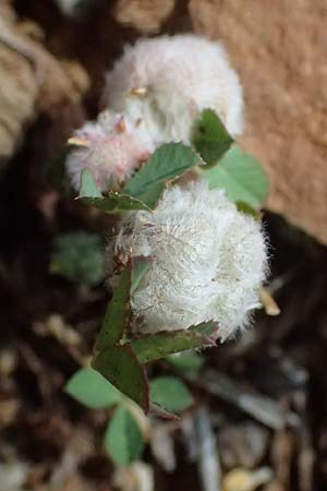 Trifolium resupinatum \ Persischer Wende-Klee / Reversed Clover, Zypern/Cyprus Lagoudera 26.3.2025