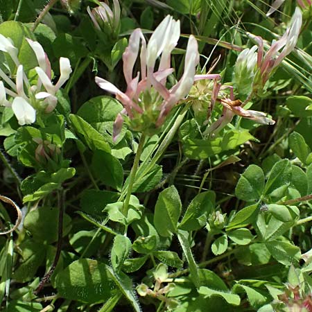 Trifolium clypeatum \ Schild-Klee / Helmet Clover, Shield Clover, Zypern/Cyprus Baths of Aphrodite 27.3.2025