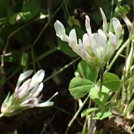 Trifolium clypeatum \ Schild-Klee / Helmet Clover, Shield Clover, Zypern/Cyprus Baths of Aphrodite 27.3.2025