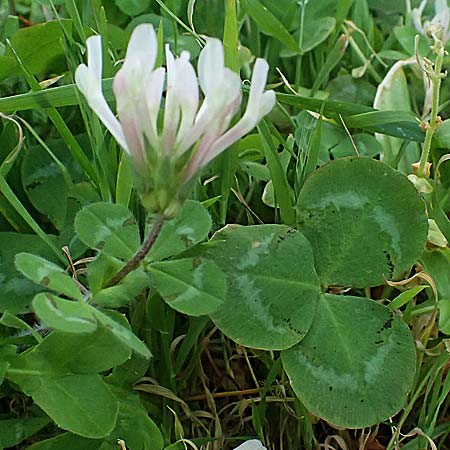 Trifolium clypeatum \ Schild-Klee / Helmet Clover, Shield Clover, Zypern/Cyprus Baths of Aphrodite 27.3.2025