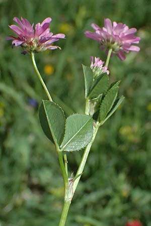 Trifolium resupinatum \ Persischer Wende-Klee / Reversed Clover, Zypern/Cyprus Prov. Paphos, Episkopi 31.3.2025