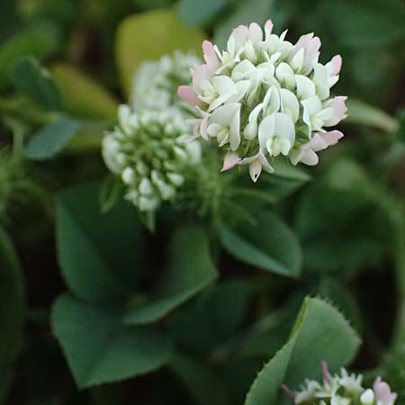 Trifolium physodes \ Geschwollener Klee / Bladder Clover, Zypern/Cyprus Prov. Paphos, Episkopi 31.3.2025