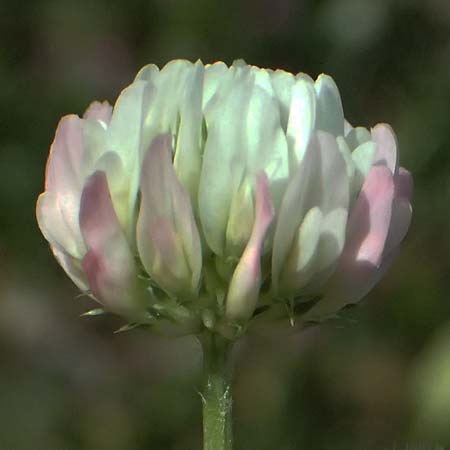 Trifolium physodes \ Geschwollener Klee / Bladder Clover, Zypern/Cyprus Prov. Paphos, Episkopi 31.3.2025
