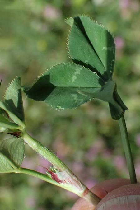 Trifolium physodes \ Geschwollener Klee / Bladder Clover, Zypern/Cyprus Prov. Paphos, Episkopi 31.3.2025