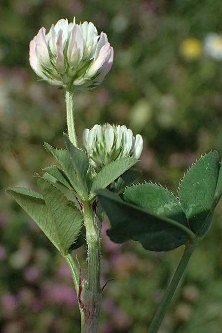 Trifolium physodes \ Geschwollener Klee / Bladder Clover, Zypern/Cyprus Prov. Paphos, Episkopi 31.3.2025