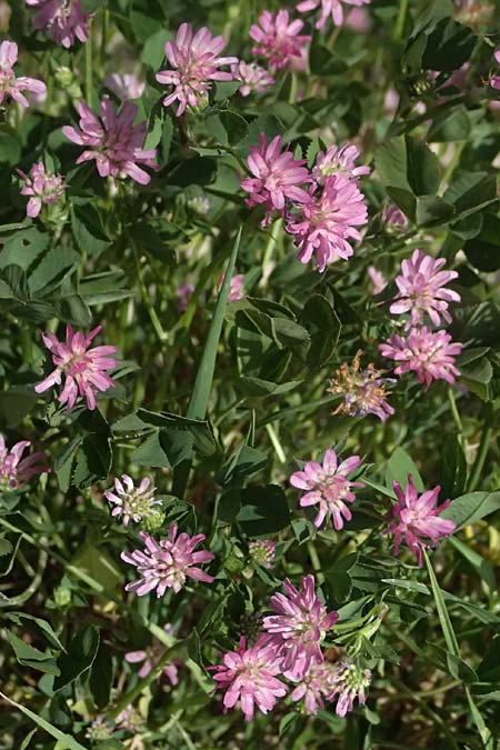Trifolium resupinatum \ Persischer Wende-Klee / Reversed Clover, Zypern/Cyprus Prov. Paphos, Episkopi 31.3.2025