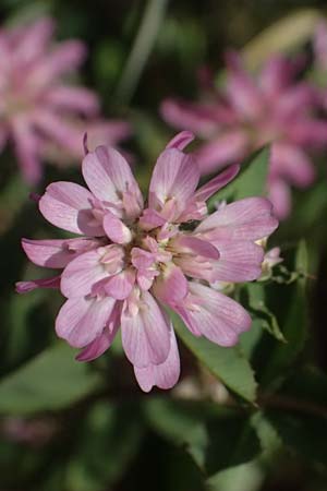Trifolium resupinatum \ Persischer Wende-Klee / Reversed Clover, Zypern/Cyprus Prov. Paphos, Episkopi 31.3.2025