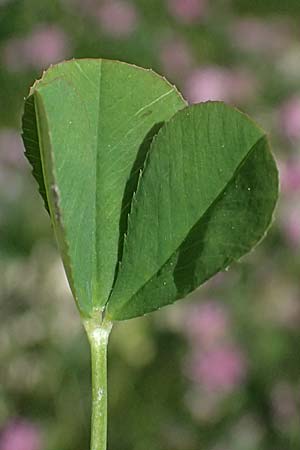 Trifolium resupinatum \ Persischer Wende-Klee / Reversed Clover, Zypern/Cyprus Prov. Paphos, Episkopi 31.3.2025