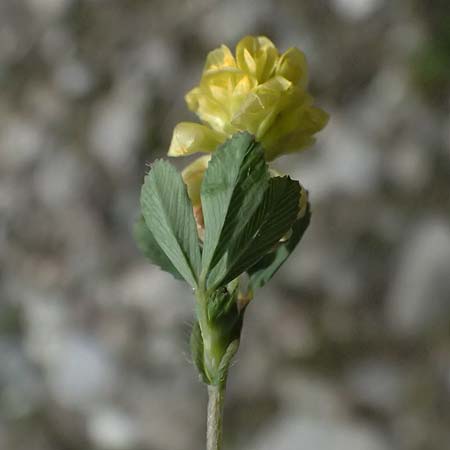 Trifolium campestre \ Gelber Acker-Klee, Feld-Klee / Hop Trefoil, Zypern/Cyprus Prov. Paphos, Episkopi 31.3.2025