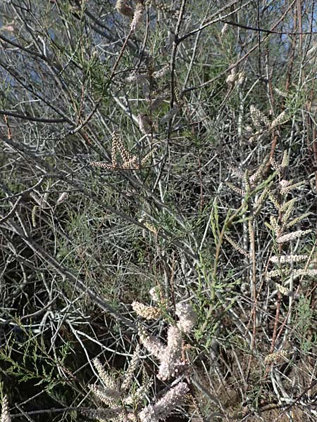 Tamarix tetrandra \ Vierm&auml;nnige Tamariske, Fr&uuml;hlings-Tamariske / Four-Stamen Tamarisk, Zypern/Cyprus Akrotiri 23.3.2025